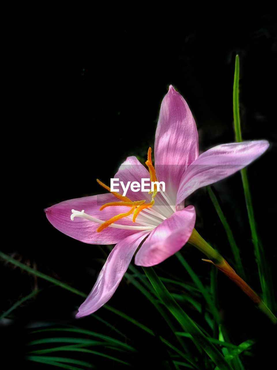 CLOSE-UP OF PINK LILY BLOOMING IN BLACK BACKGROUND