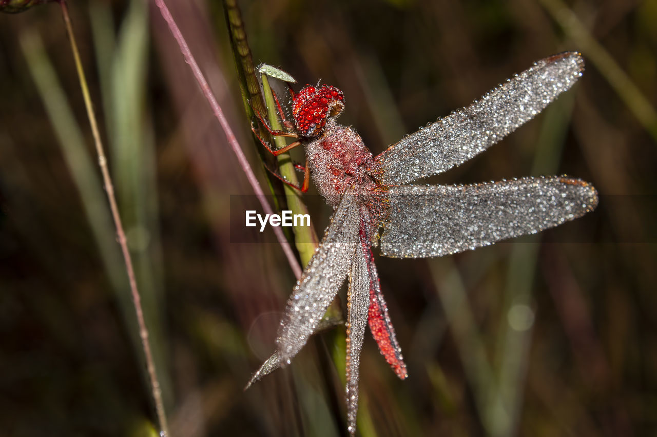 Red dragonfly with dew on body