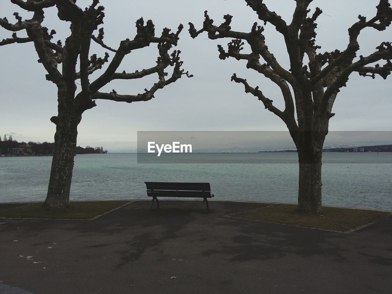 Empty bench amidst bare trees at lakeshore