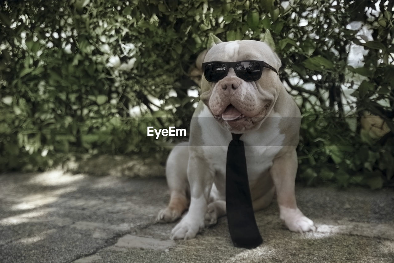 PORTRAIT OF A DOG SITTING ON A PLANT