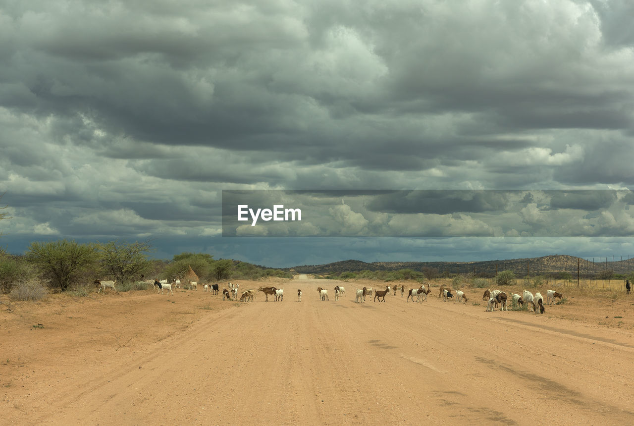 A herd of goats crossing the dirt road, namibia