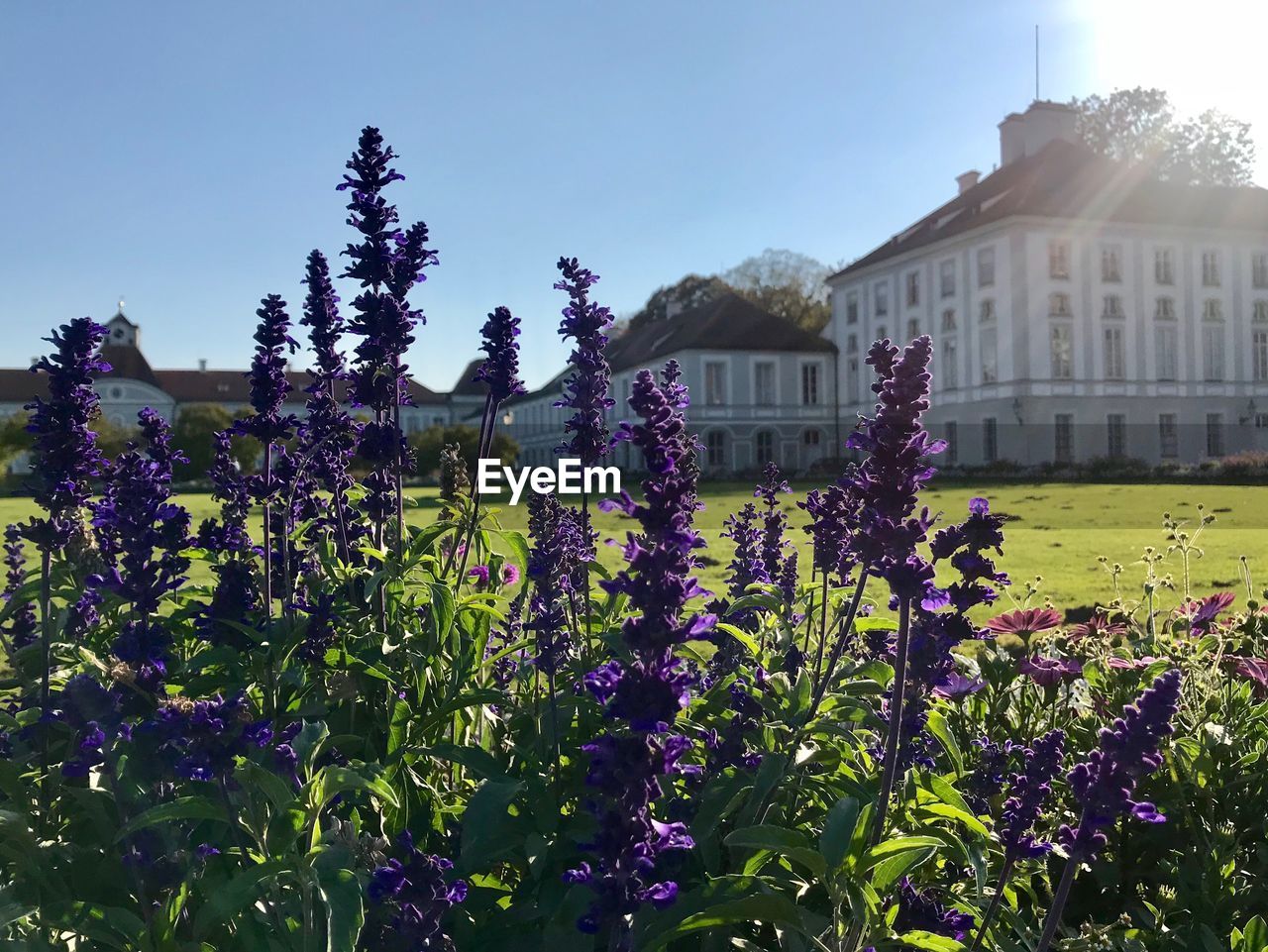 Purple flowering plants by building against clear sky