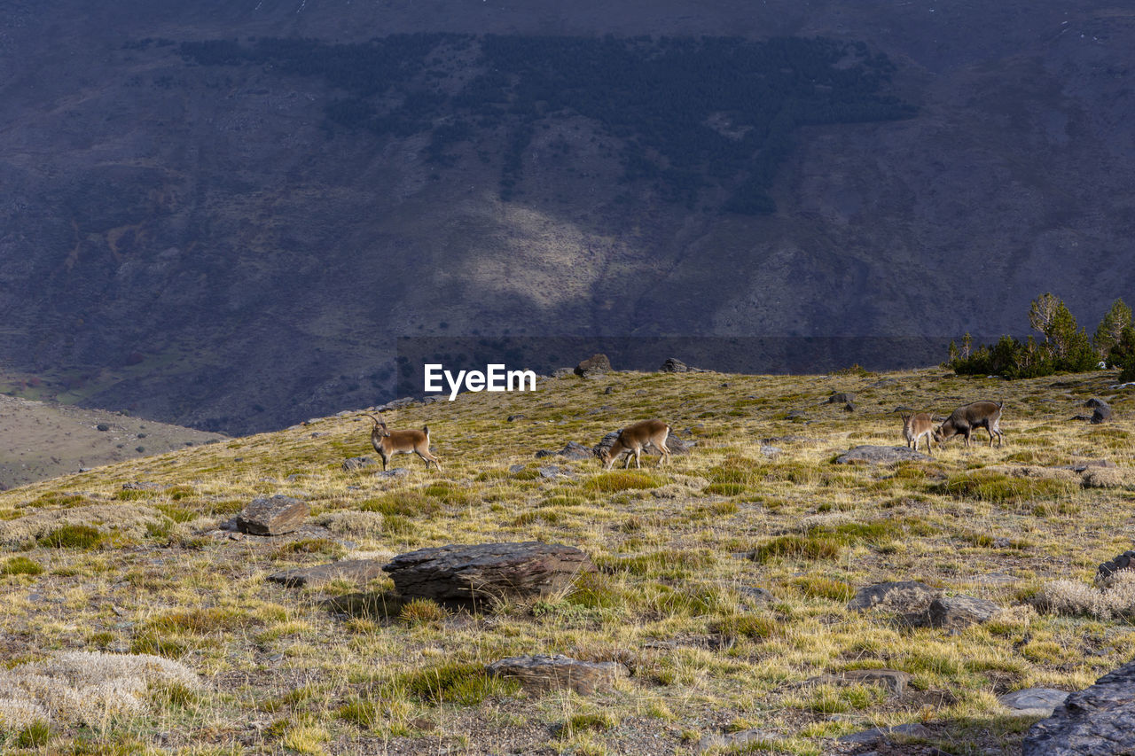 FLOCK OF SHEEP GRAZING IN FIELD