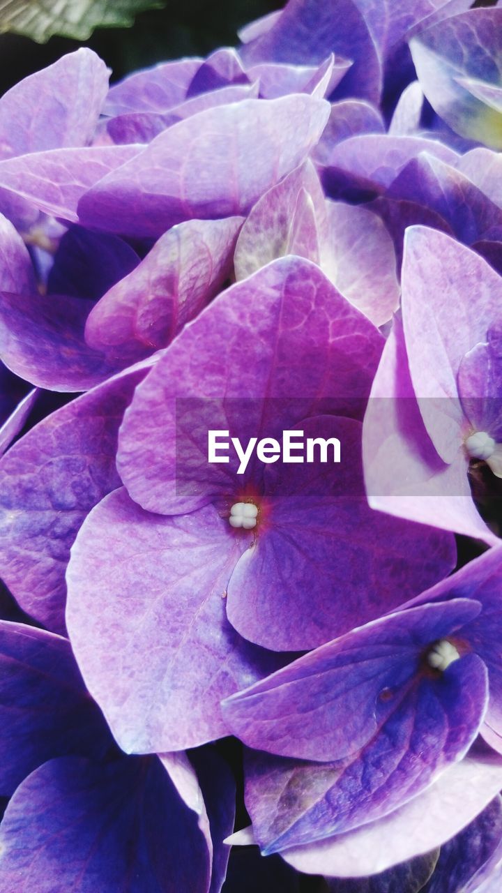 CLOSE-UP OF HYDRANGEAS BLOOMING