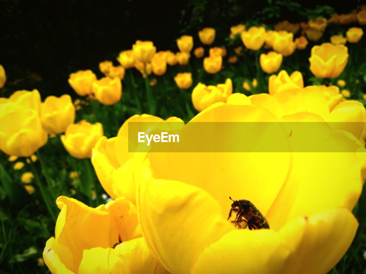 Close-up of yellow flower