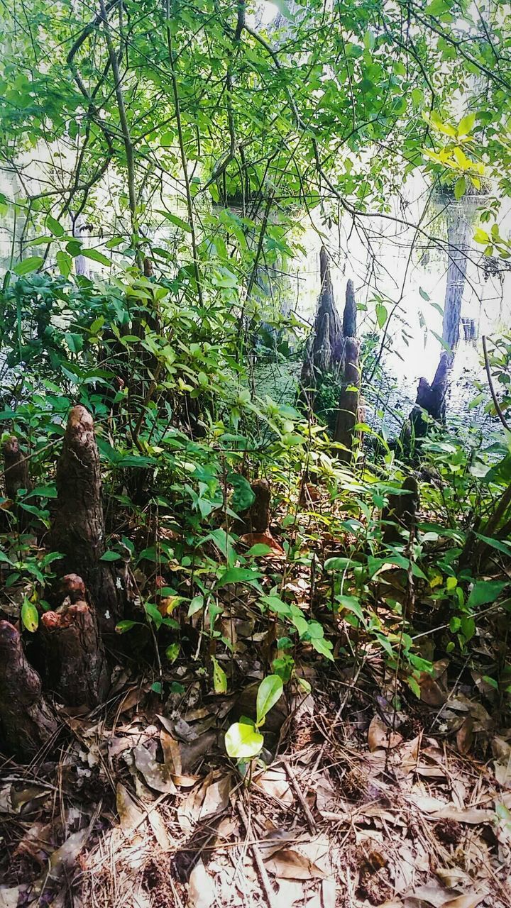 TREES GROWING IN THE DARK