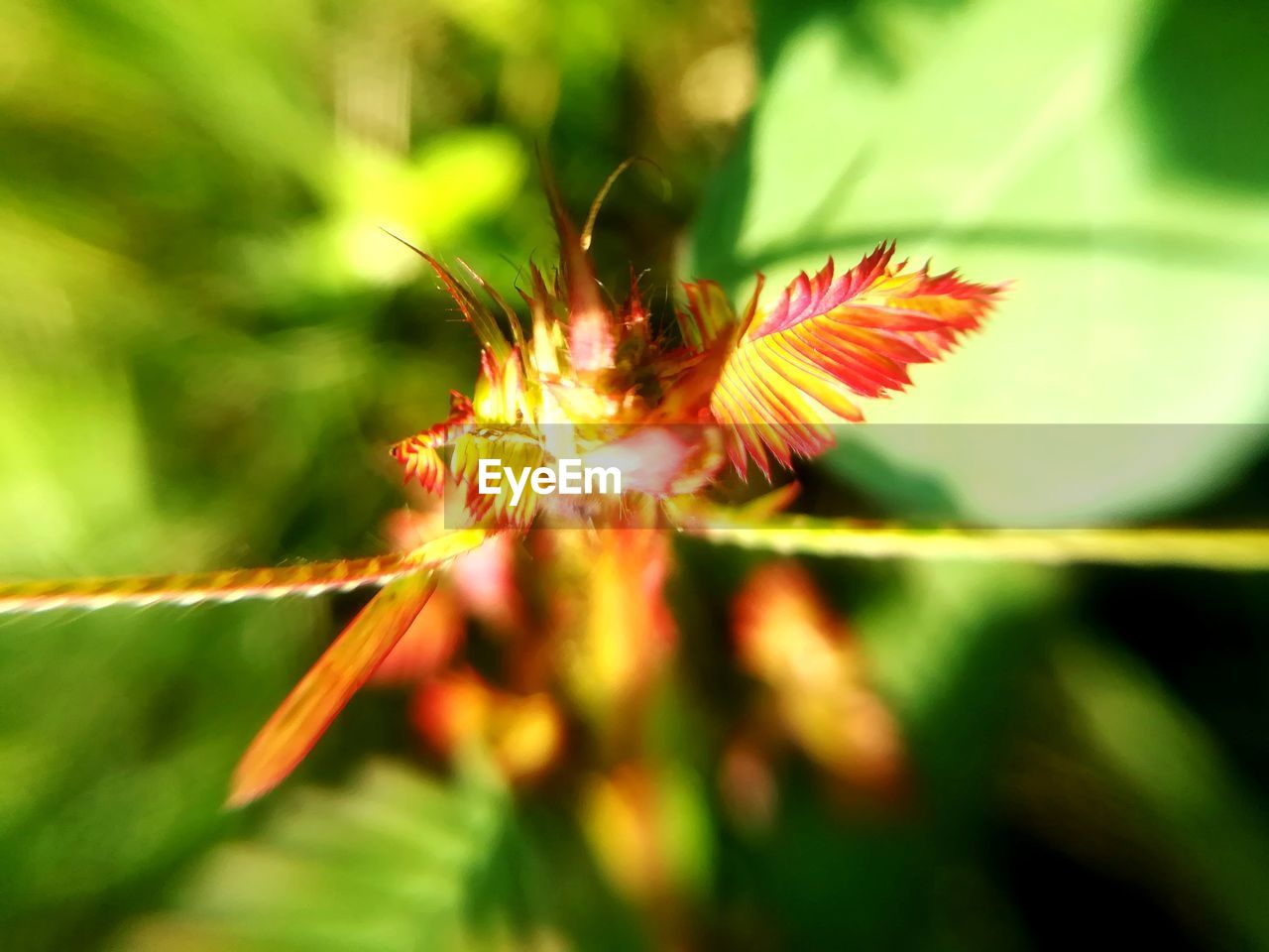 CLOSE-UP OF FLOWERS