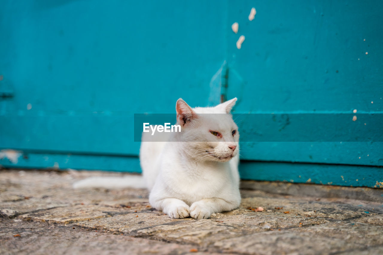 WHITE CAT LOOKING AWAY AGAINST WALL