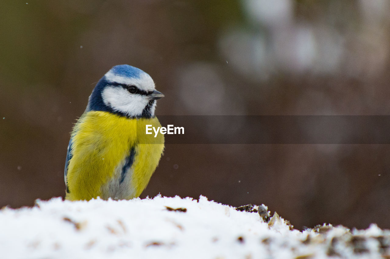 Close-up of bird perching on snow covered ground