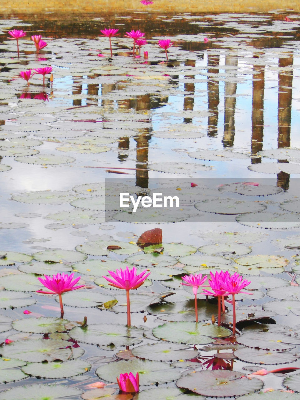 PINK FLOWERS FLOATING ON WATER