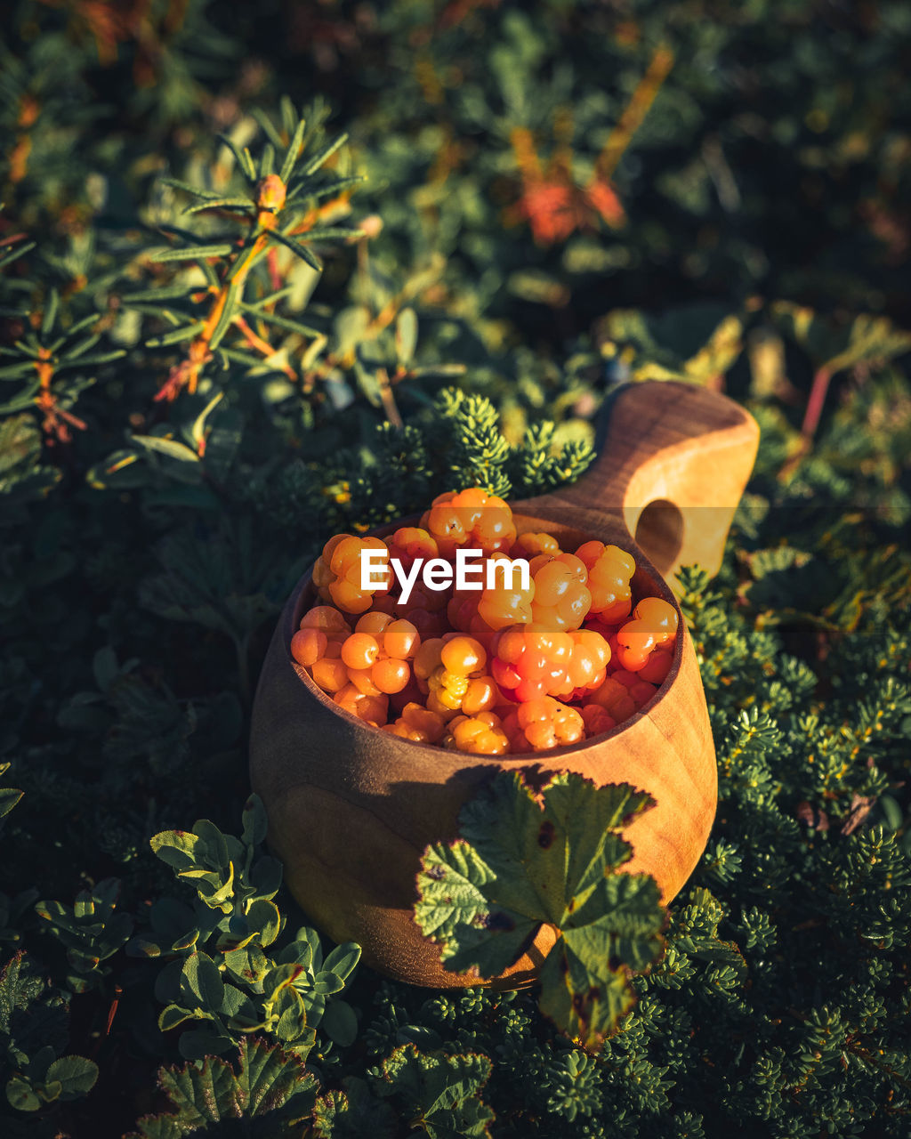 Cloudberries in a traditional wooden finnish mug and arctic nature