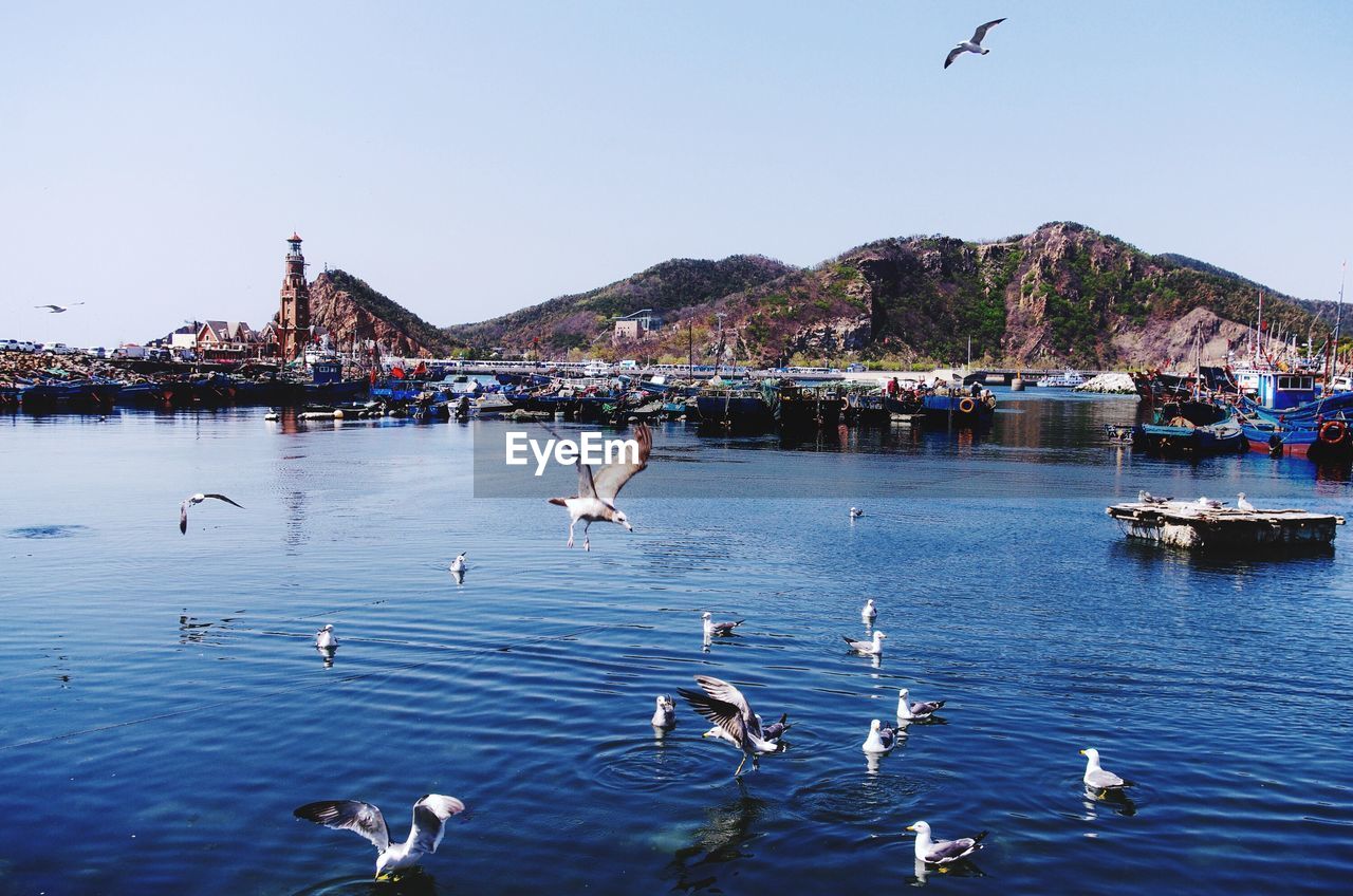 SEAGULLS FLYING OVER RIVER AGAINST BUILDINGS