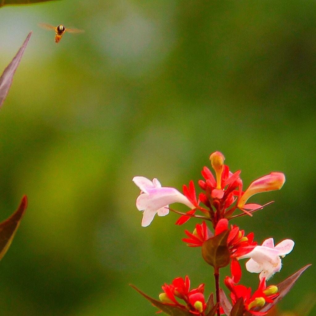 flower, flowering plant, plant, beauty in nature, freshness, nature, animal wildlife, fragility, animal themes, petal, animal, close-up, flower head, flying, macro photography, wildflower, insect, no people, blossom, wildlife, focus on foreground, growth, red, outdoors, leaf, inflorescence, pink, one animal, springtime, botany, day, hummingbird