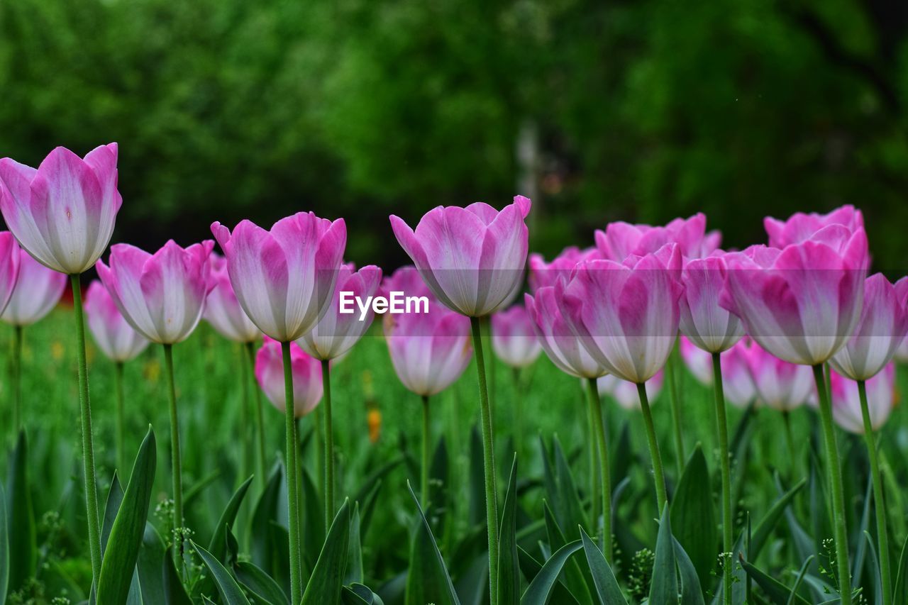 Close-up of pink flowering plants on field