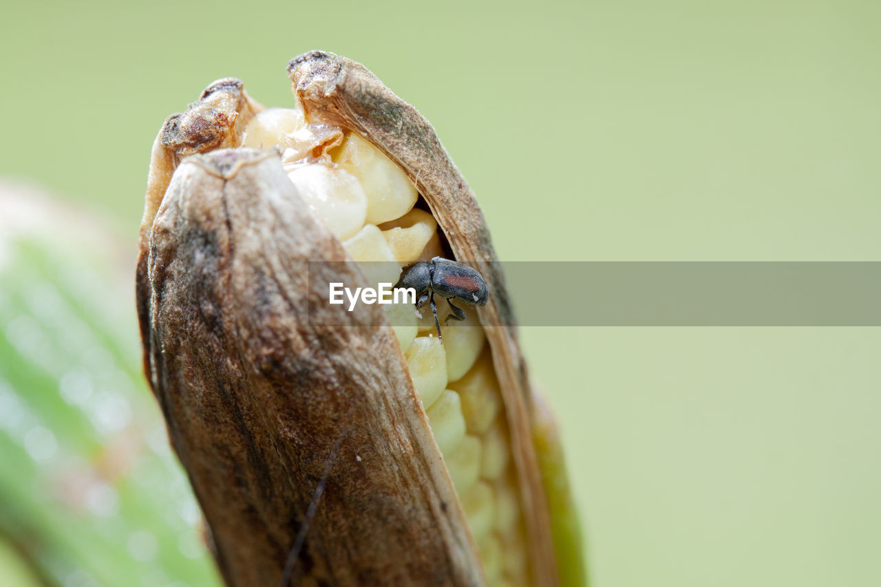 CLOSE-UP OF GRASSHOPPER