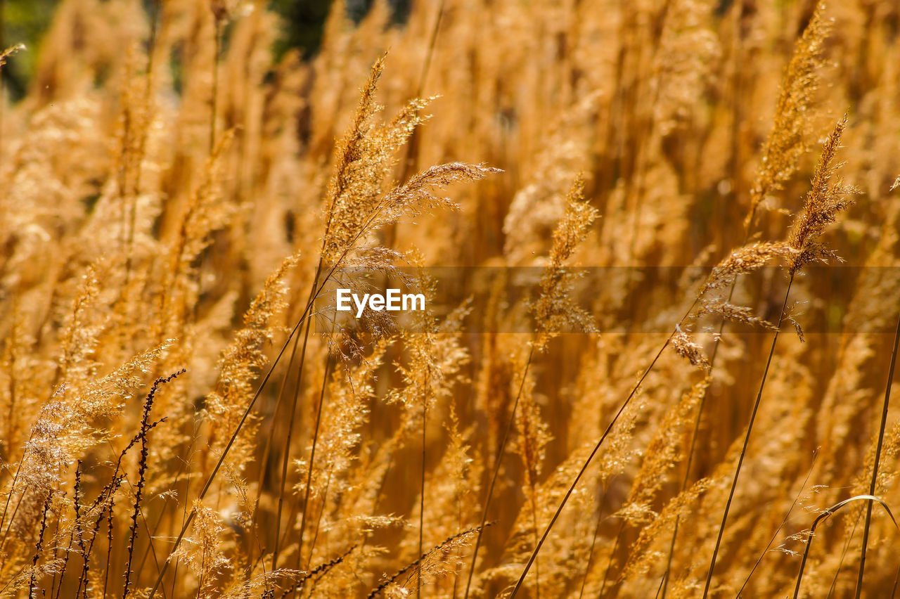 CLOSE-UP OF STALKS IN FIELD