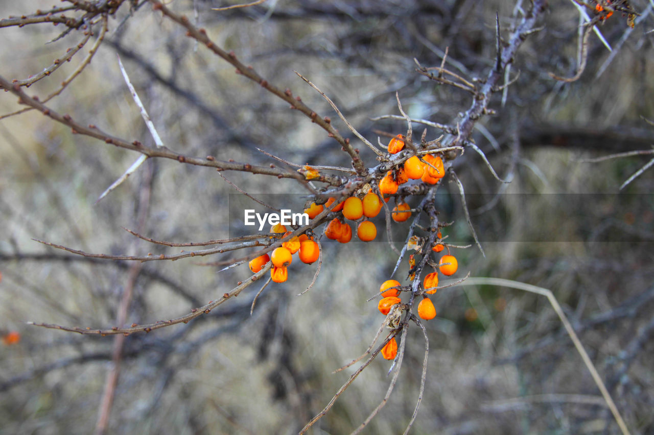 CLOSE-UP OF ORANGE TREE