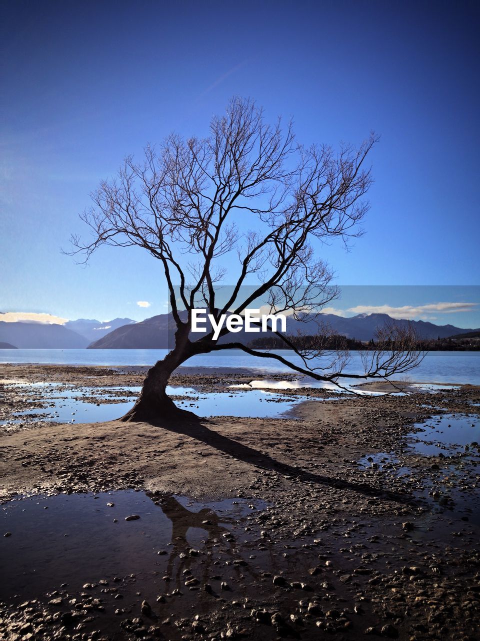 Bare tree by lake against sky
