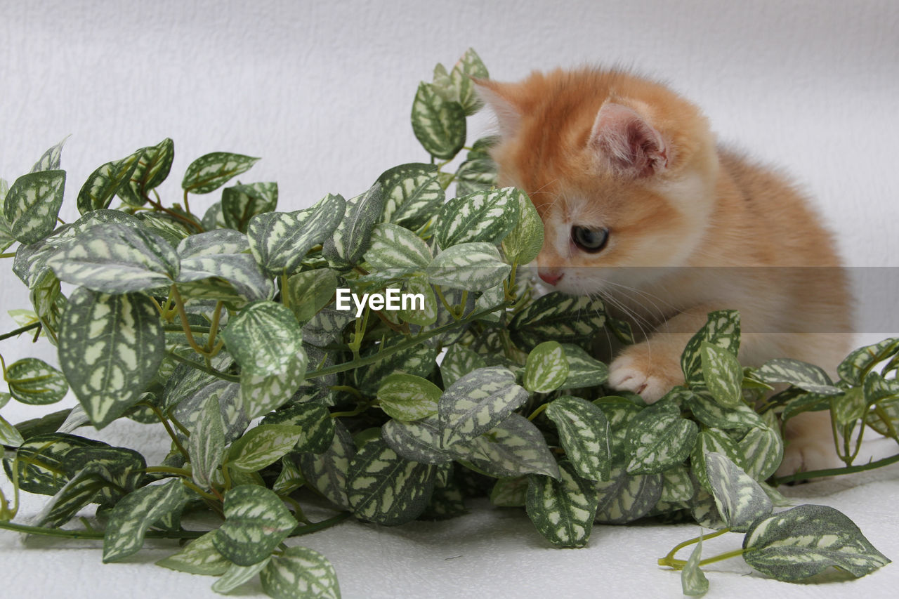 cat, animal, animal themes, mammal, domestic animals, pet, plant part, domestic cat, one animal, leaf, carnivore, feline, no people, indoors, young animal, food, green, flower, studio shot, food and drink, nature, felidae, kitten, plant, cute, spice, vegetable