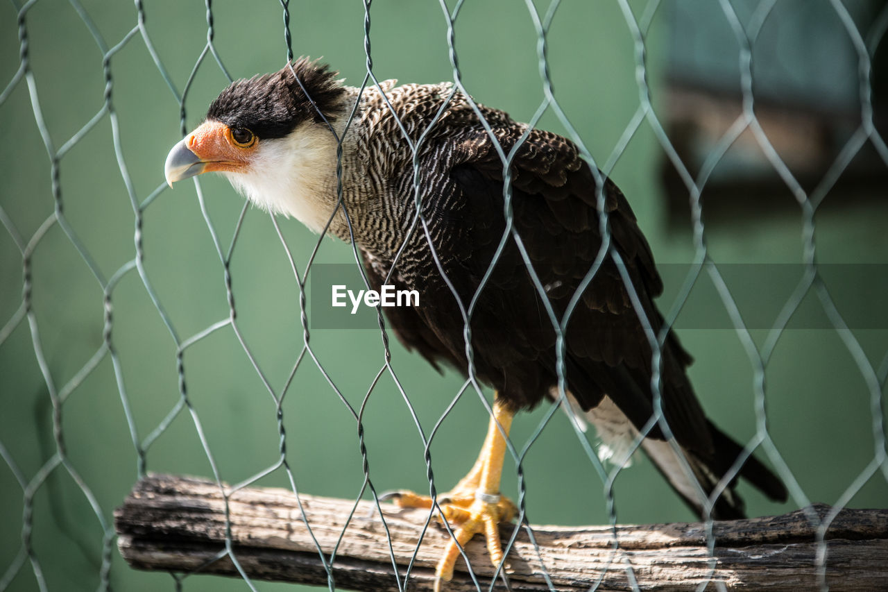 CLOSE-UP OF HAWK IN CAGE