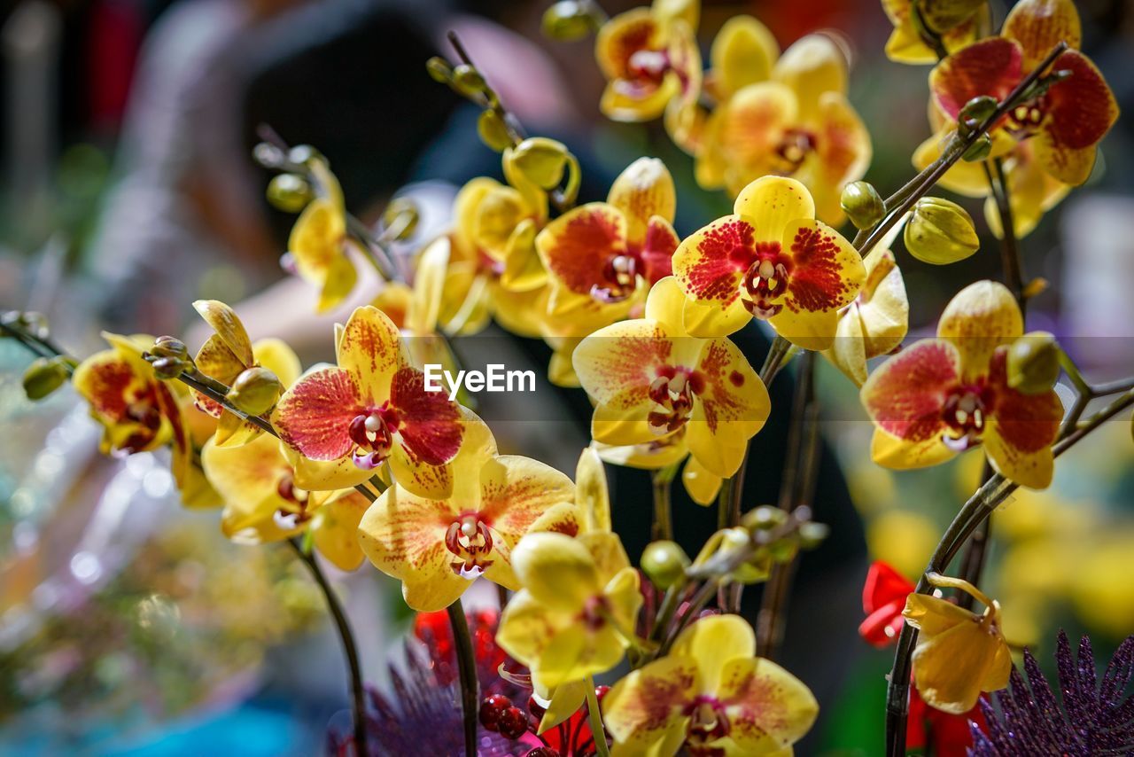 CLOSE-UP OF YELLOW FLOWERS GROWING ON PLANT