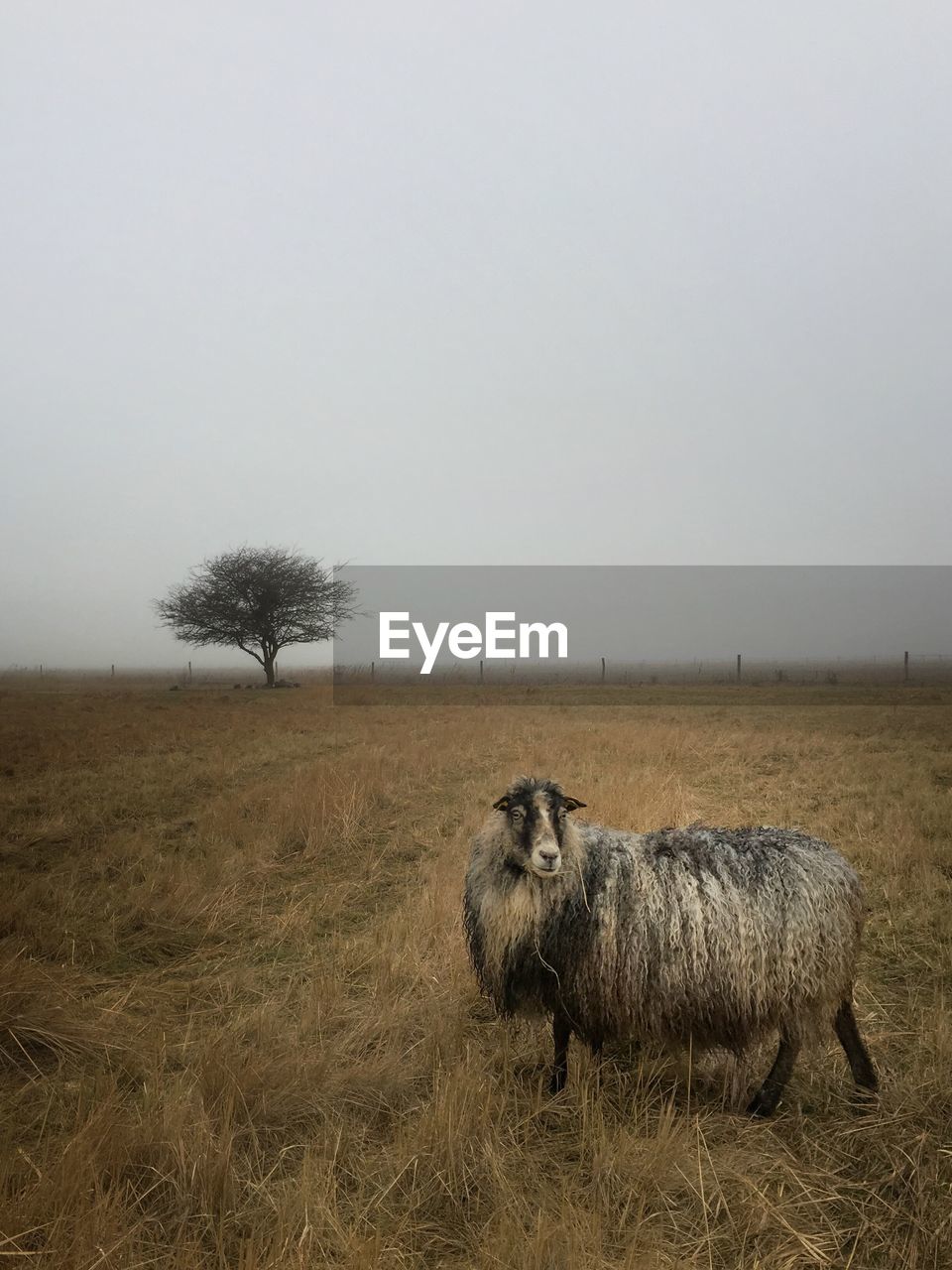 Side view of sheep on field against clear sky