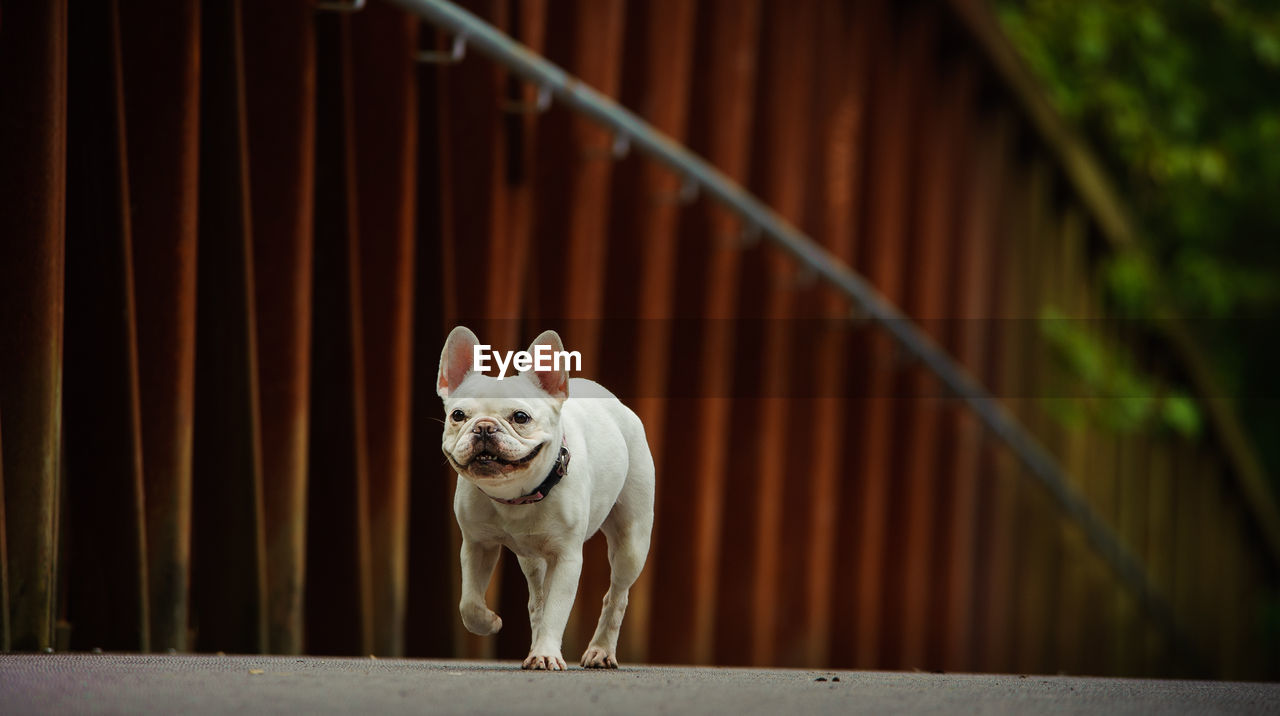 Portrait of dog standing outdoors