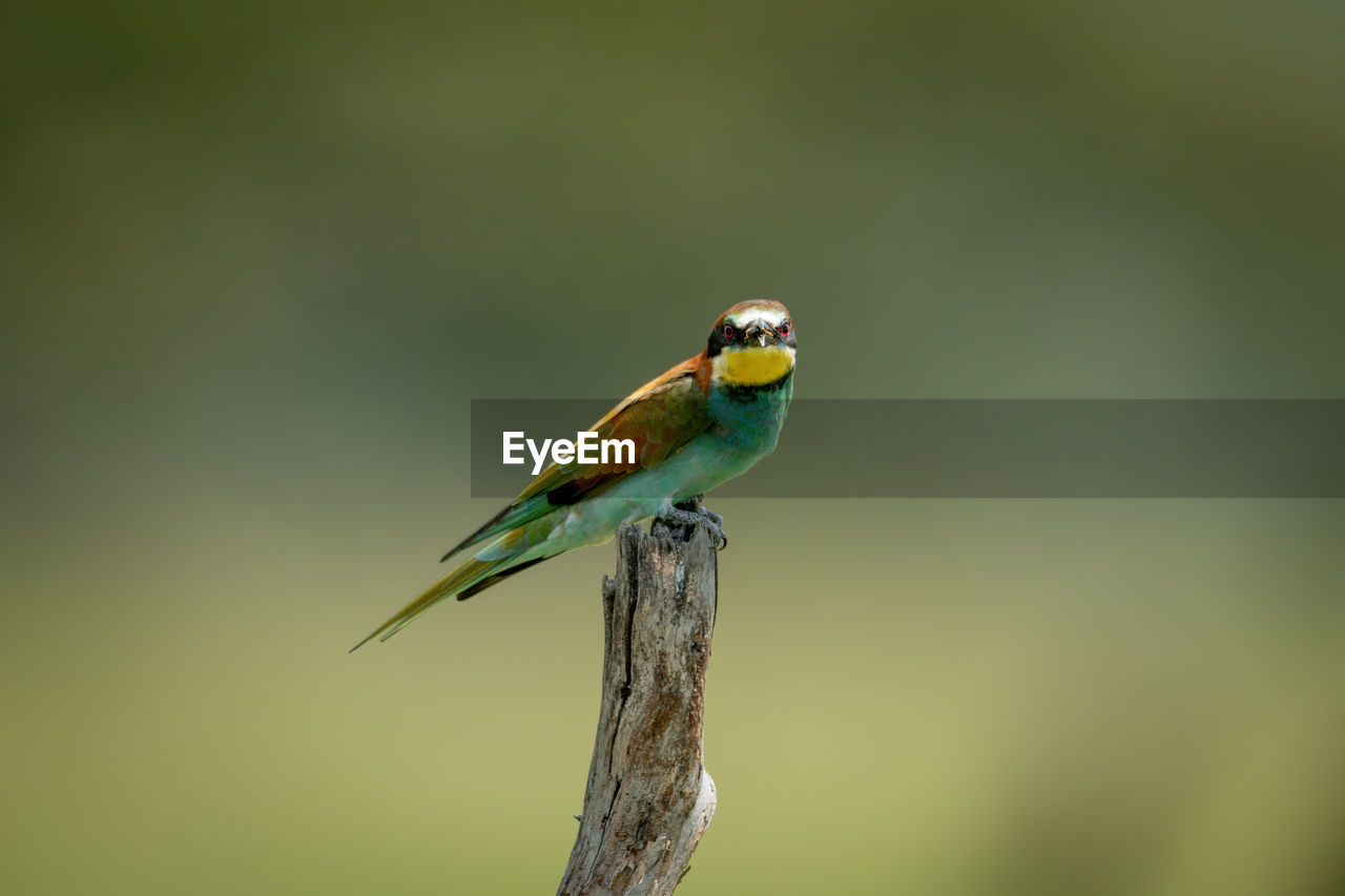 European bee-eater on tree stump eyeing camera