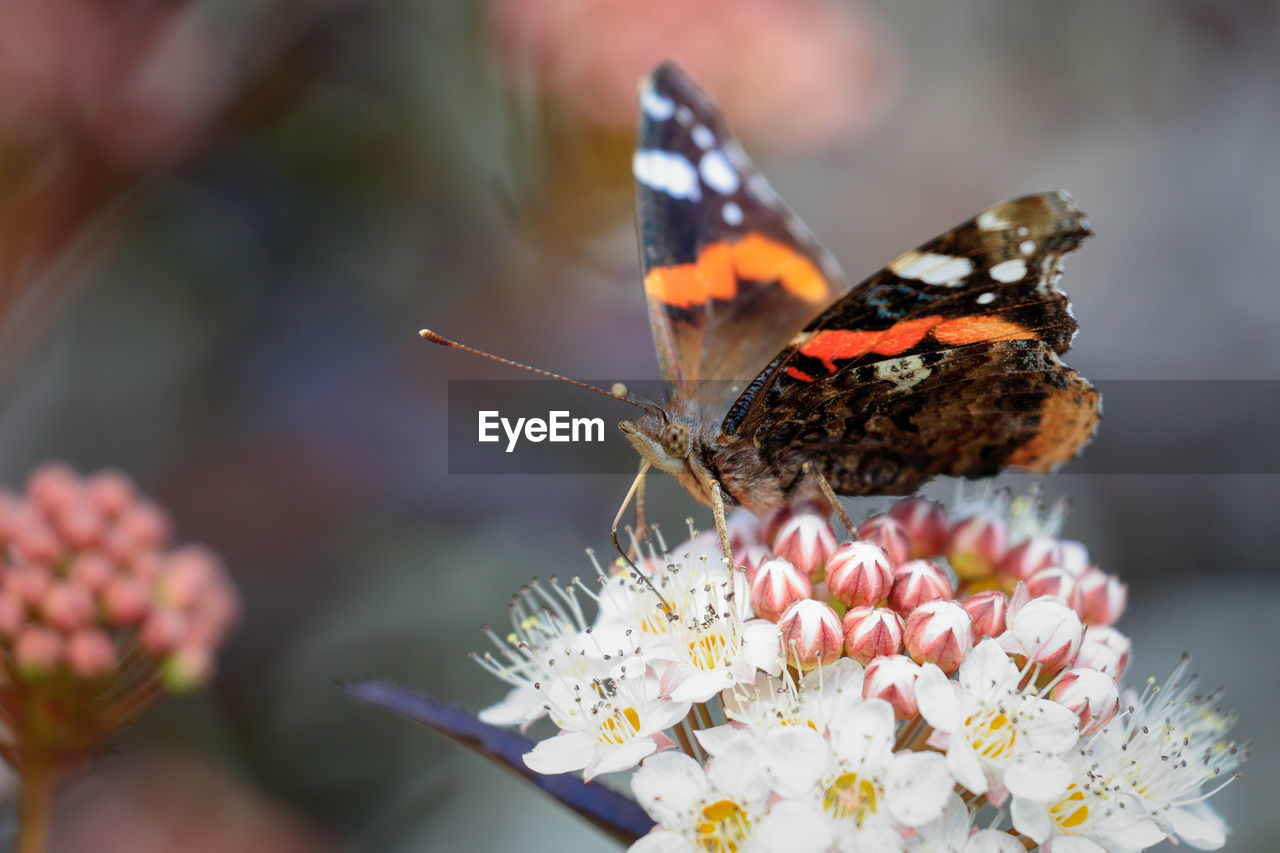 CLOSE-UP OF BUTTERFLY POLLINATING FLOWER