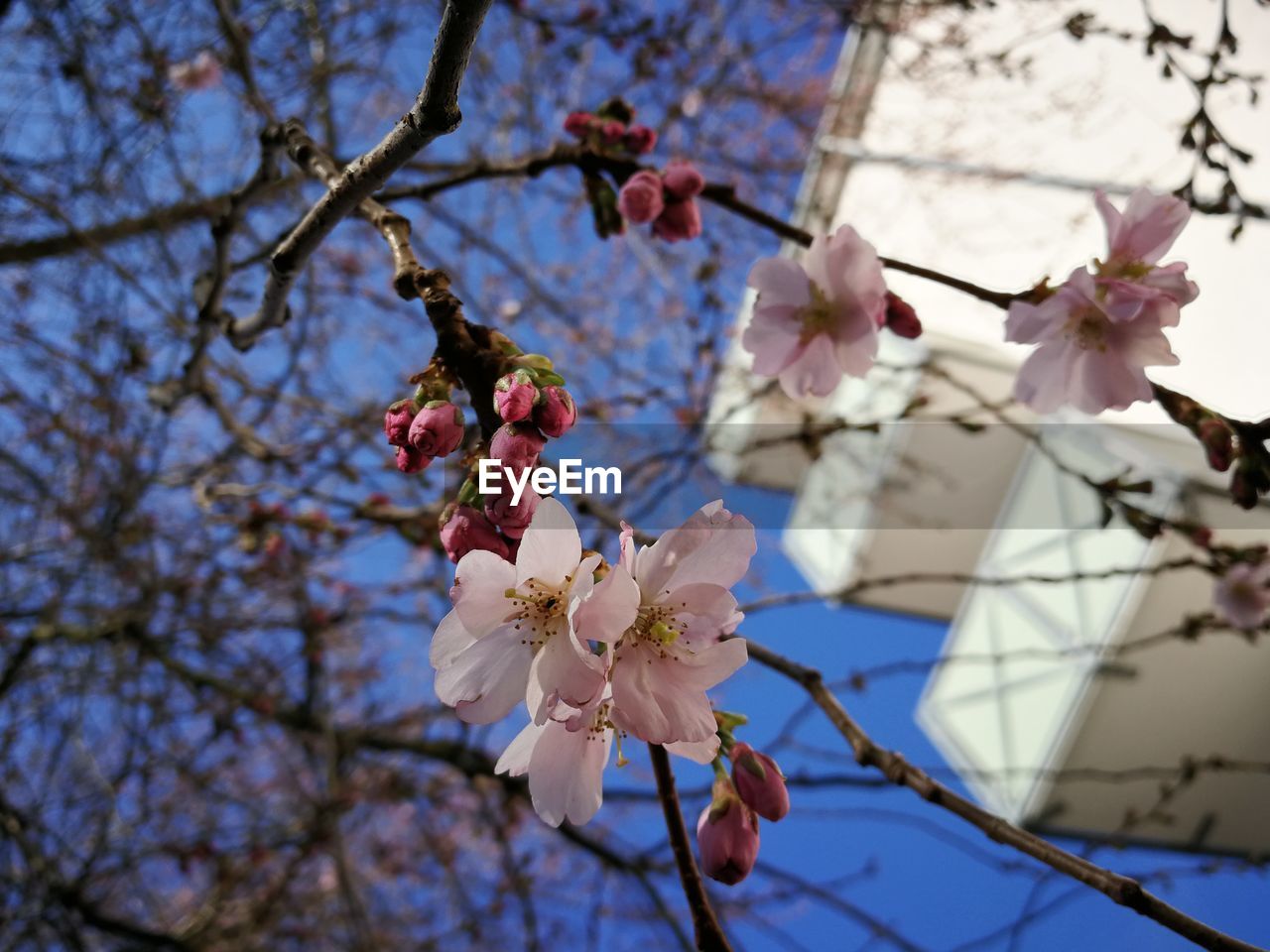 LOW ANGLE VIEW OF CHERRY BLOSSOMS ON TREE