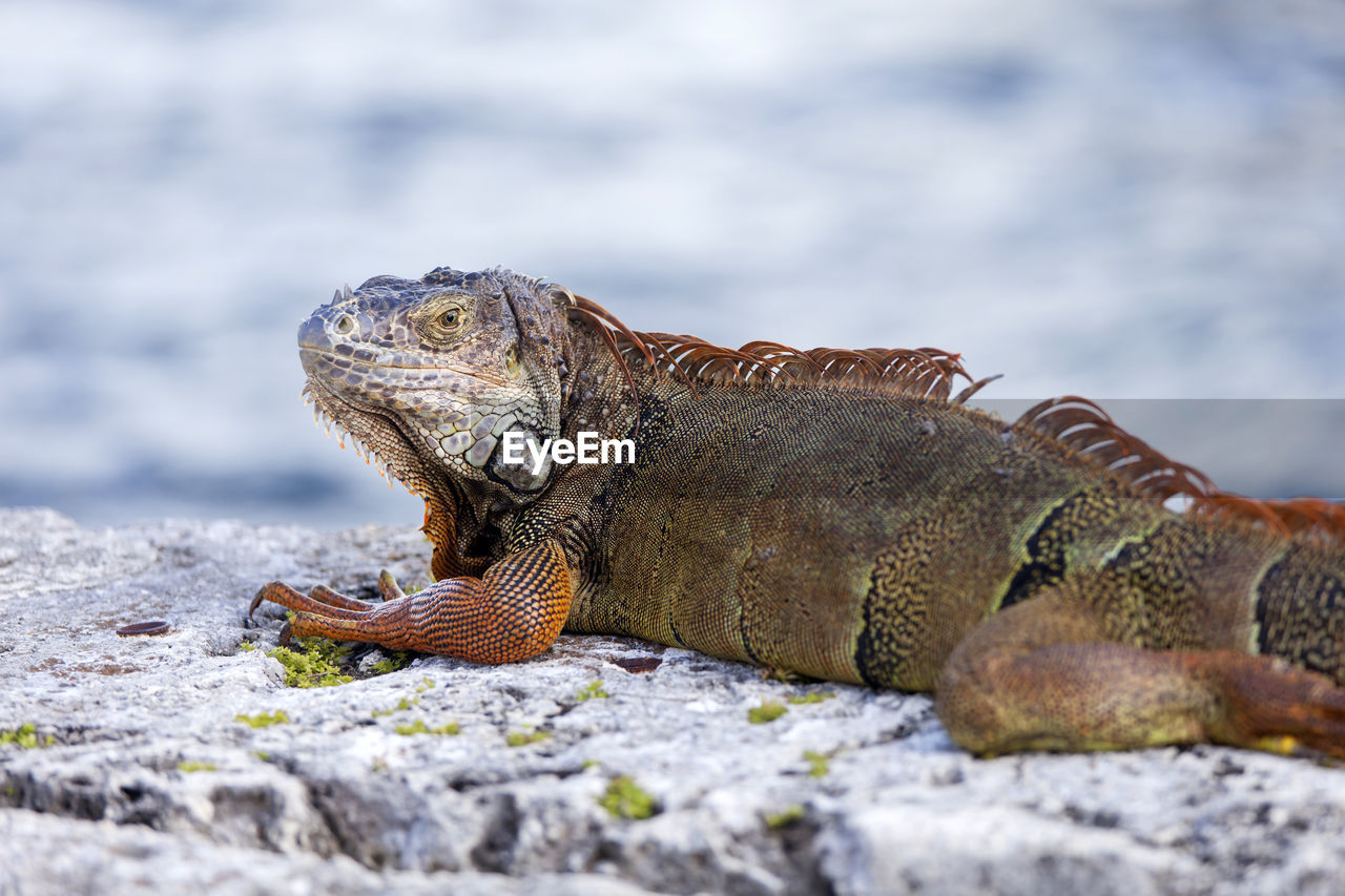 Close-up side view of iguana on land