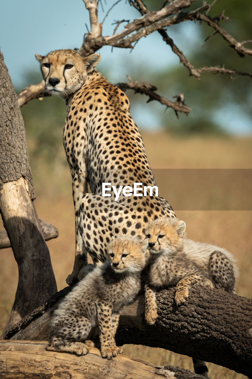 Cheetah with cubs on tree trunk