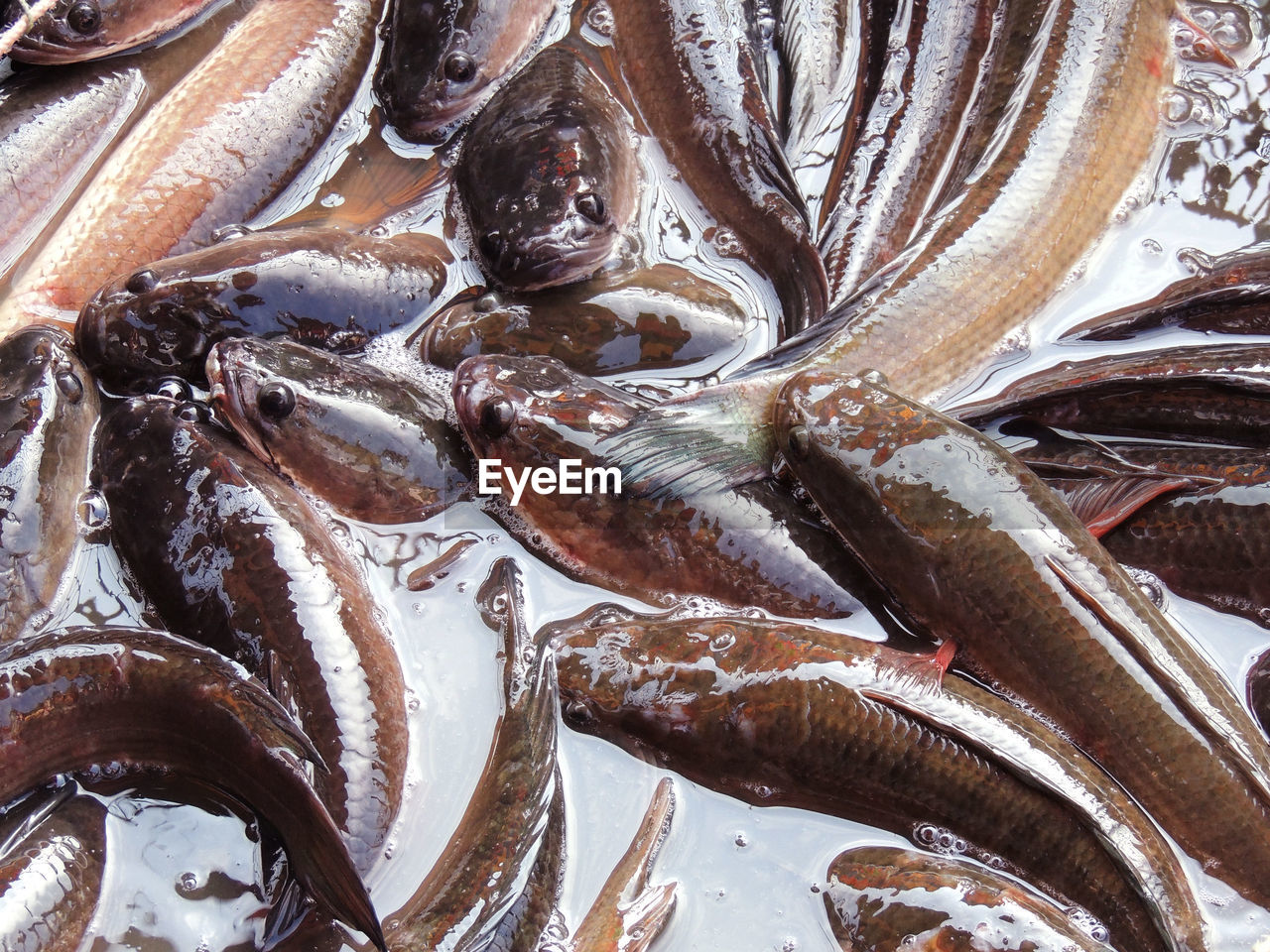 HIGH ANGLE VIEW OF FISH FOR SALE