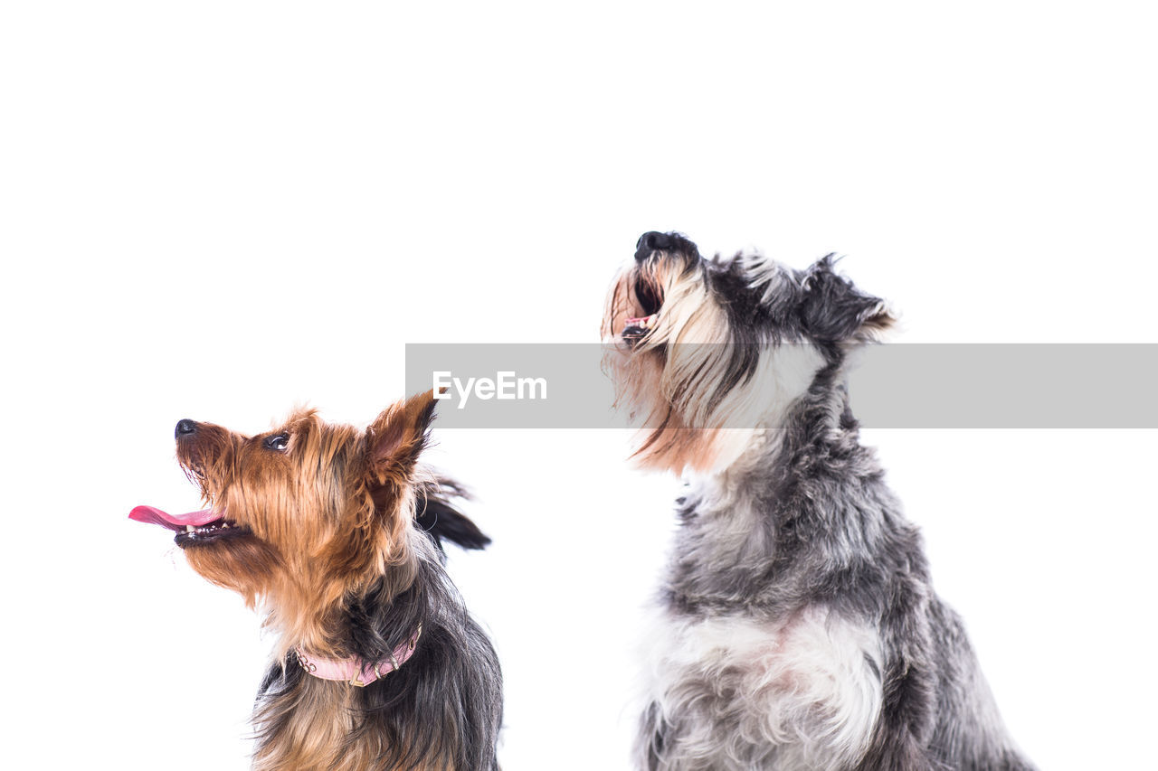 Two dog looking up over white background