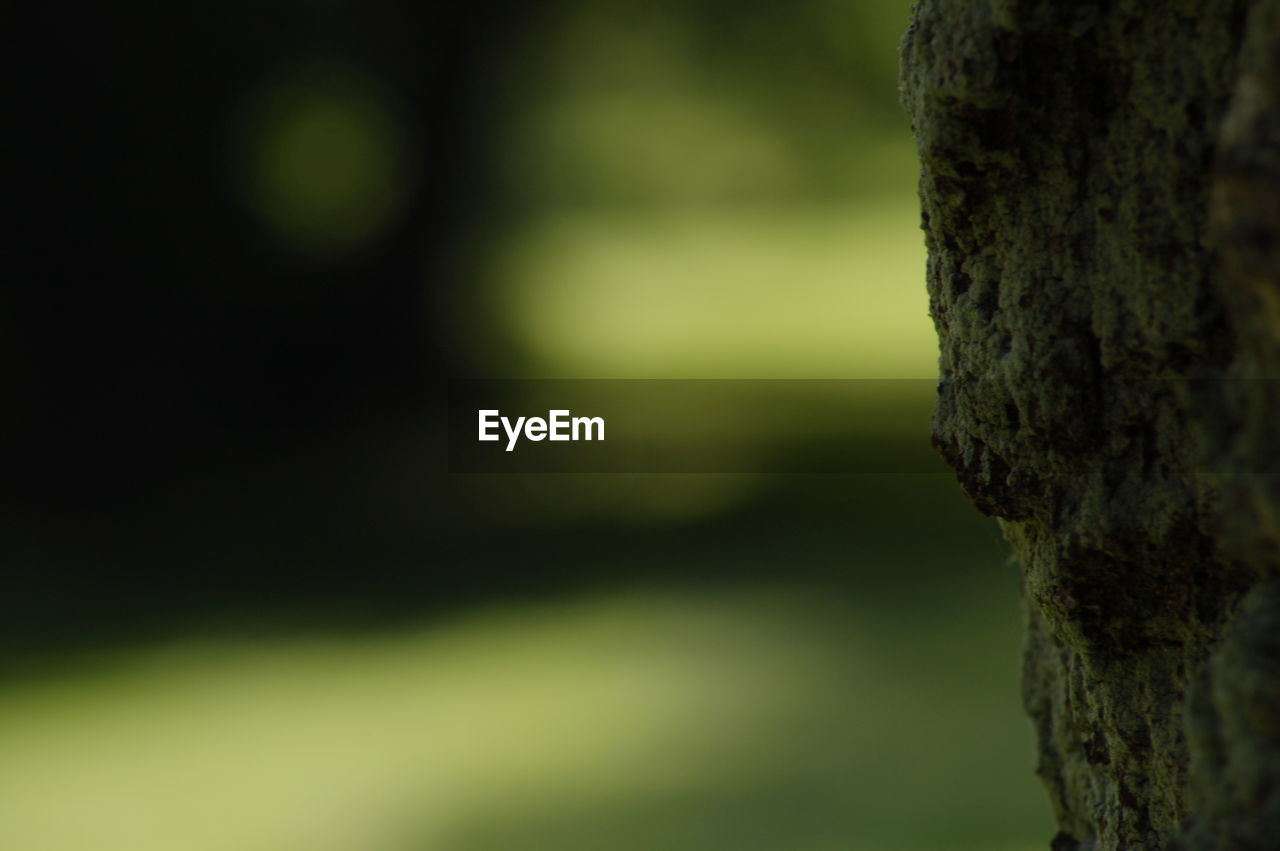 Close-up of tree trunk