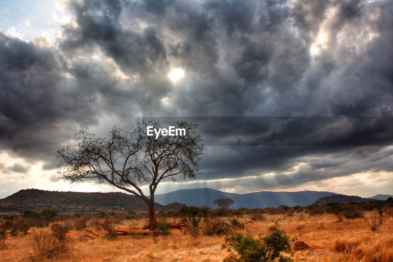 Threatening clouds in the savannah