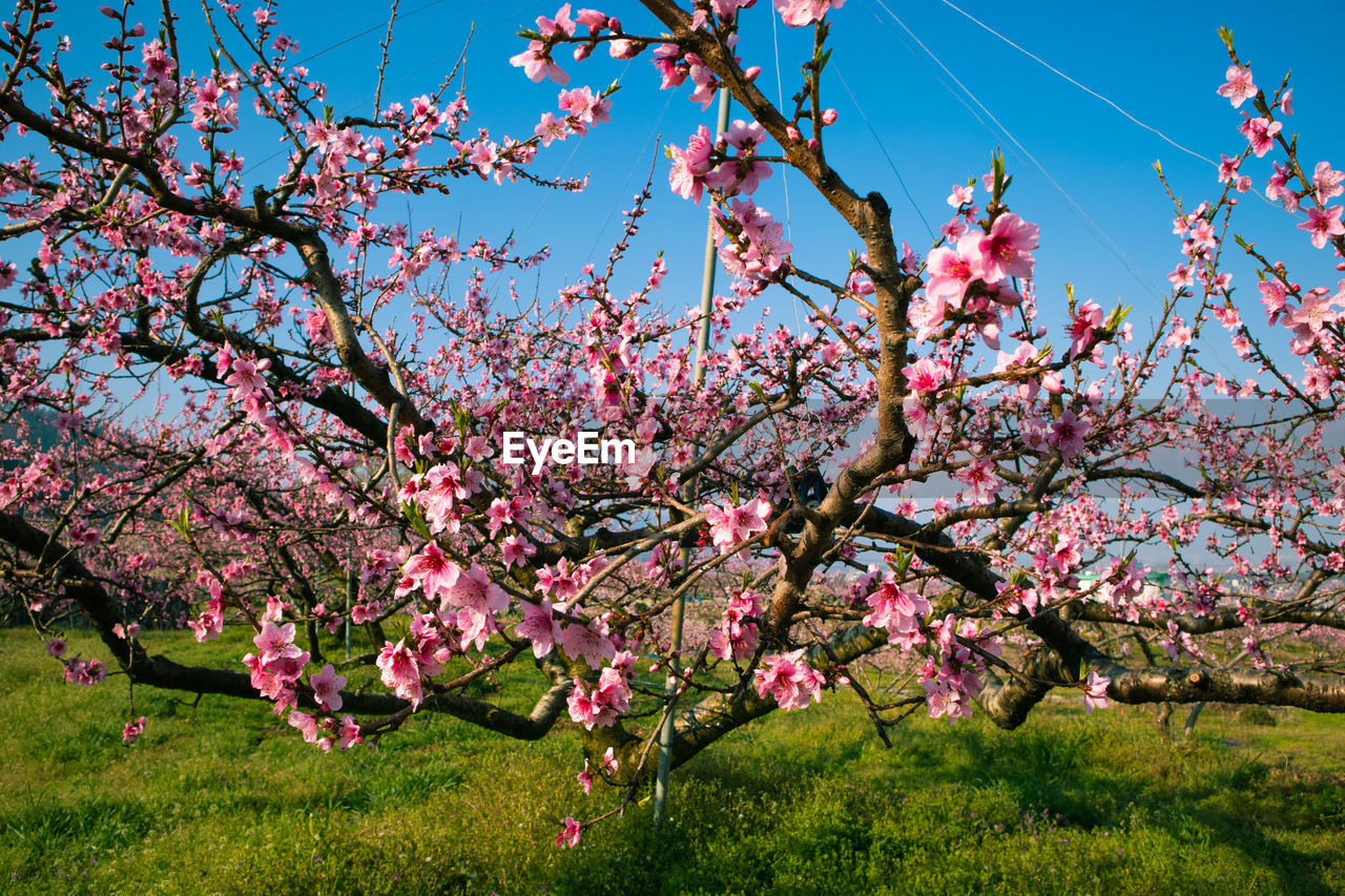 LOW ANGLE VIEW OF PINK CHERRY BLOSSOM