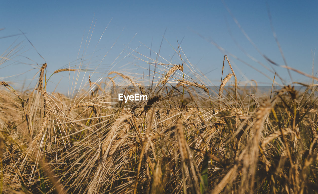 CLOSE-UP OF WHEAT GROWING ON FIELD