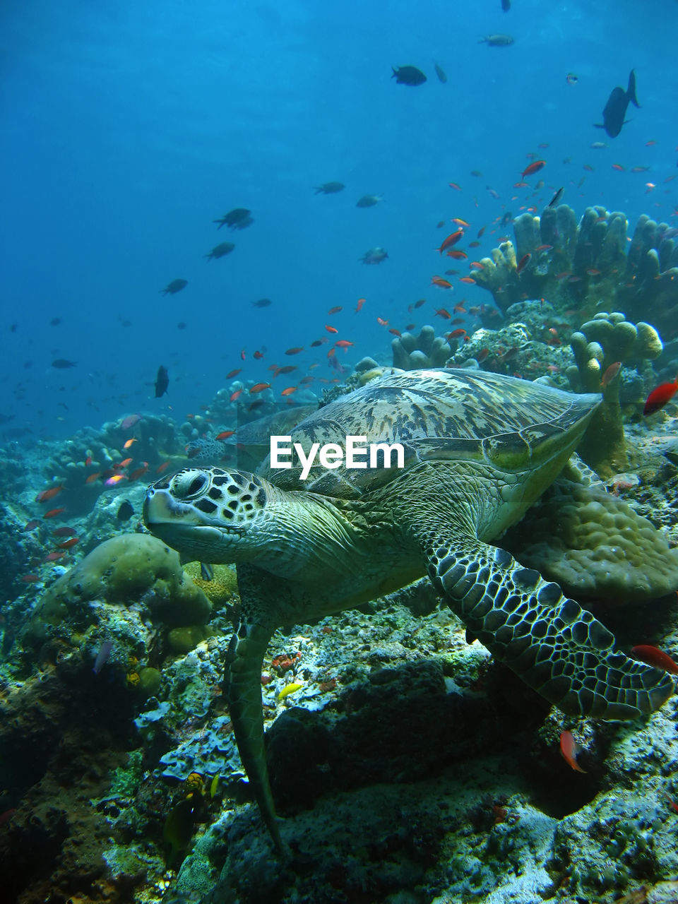 Turtle swimming in sea