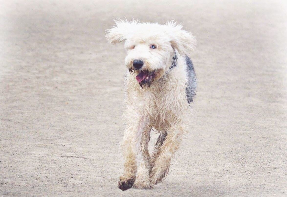 PORTRAIT OF DOG