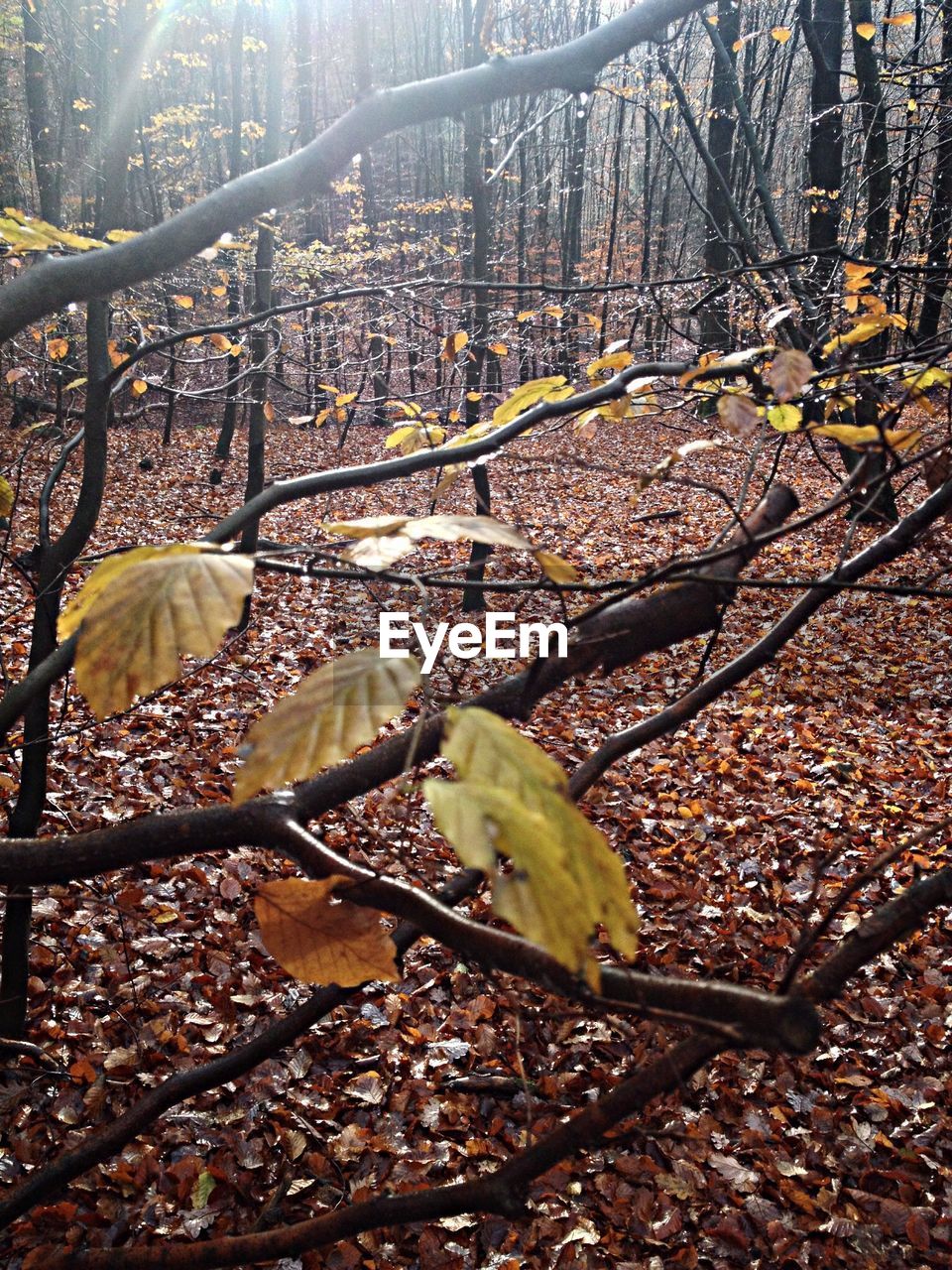 Trees and fallen leaves in forest seen through branches during autumn