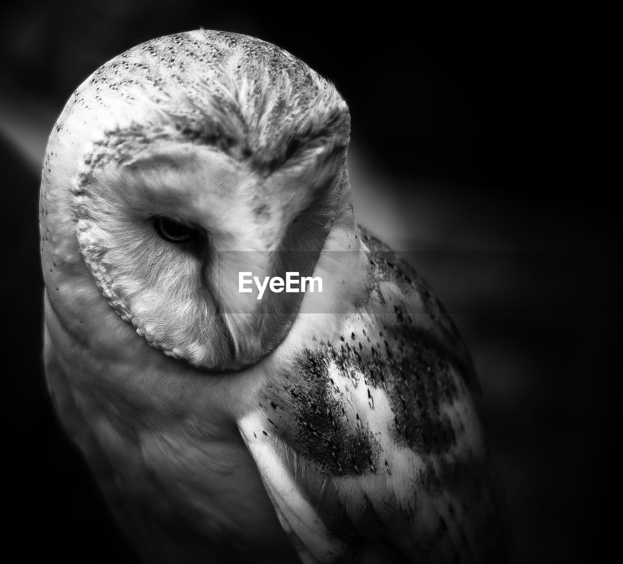 Close-up of barn owl