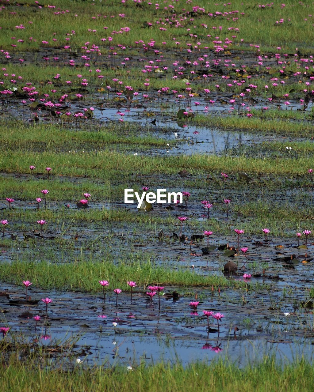 WATER LILY IN LAKE