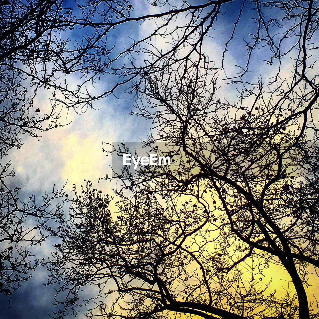 LOW ANGLE VIEW OF BARE TREES AGAINST SKY