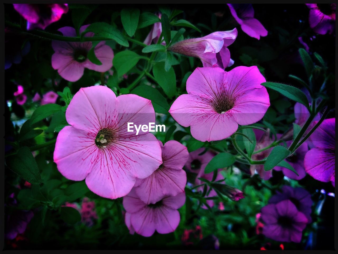 CLOSE-UP OF WATER DROPS ON PINK FLOWERS BLOOMING OUTDOORS