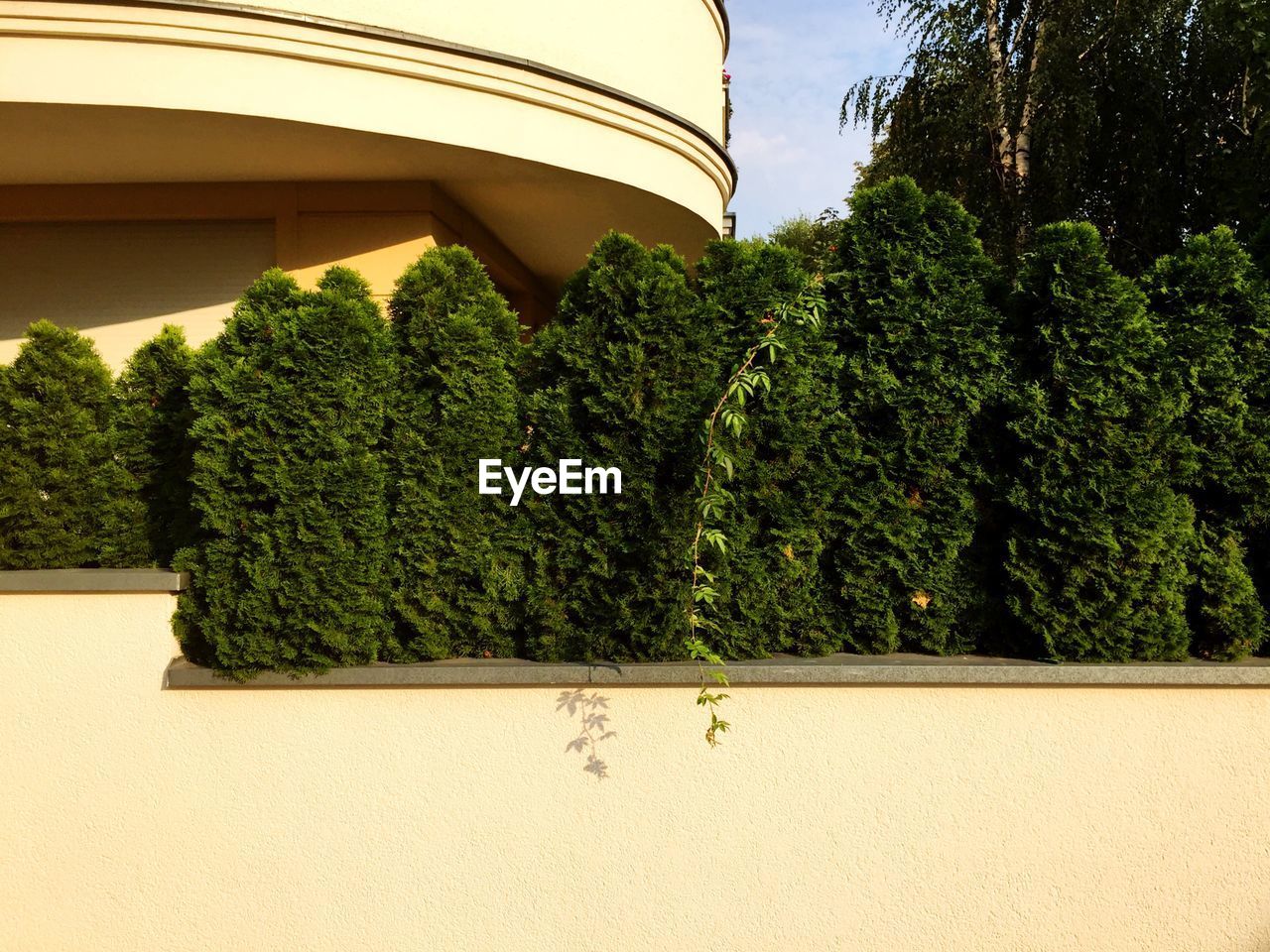 Trees and plants against sky