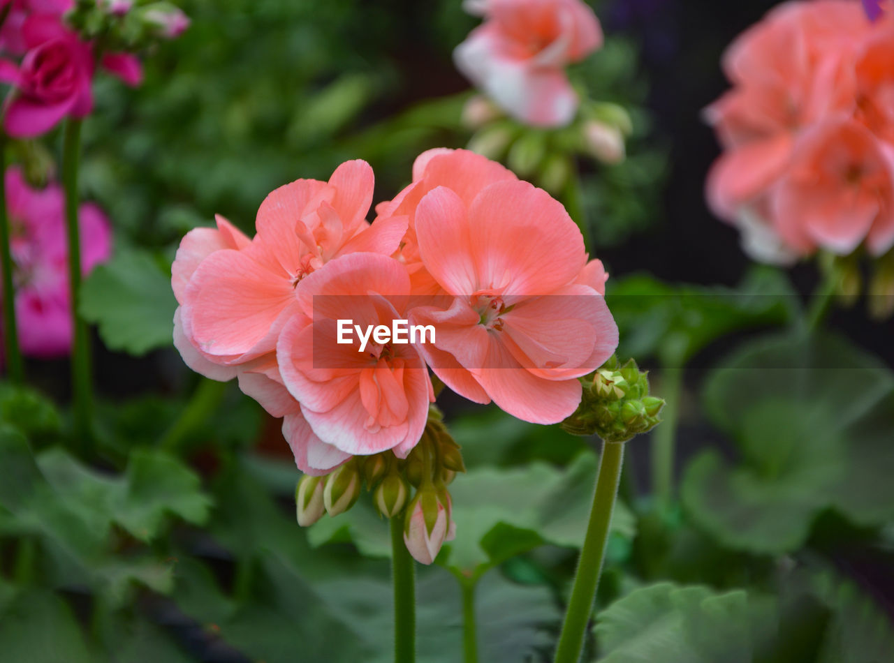 Close-up of pink flowering plant