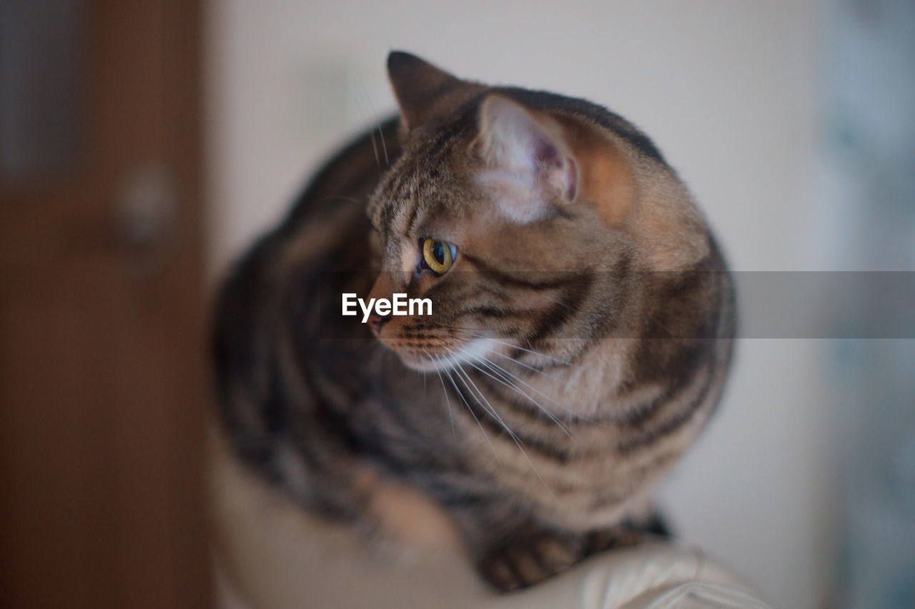 Close-up of a cat looking away