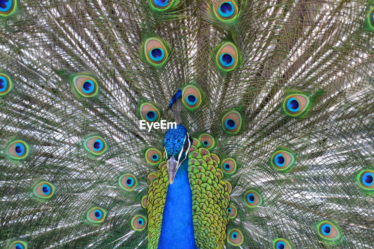 FULL FRAME SHOT OF PEACOCK