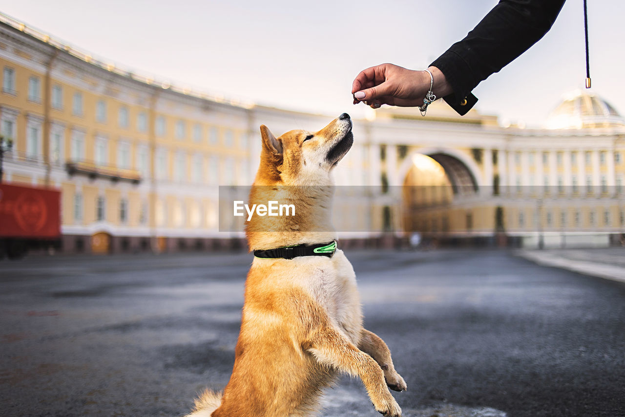 Unrecognizable owner giving snack to shiba inu sitting on wet asphalt on square outside 